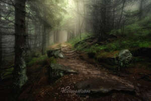 Heimatfoto von Niko Benas aus dem Schwarzwald, zeigt einen Weg im Wald mit Steinen und Nebel