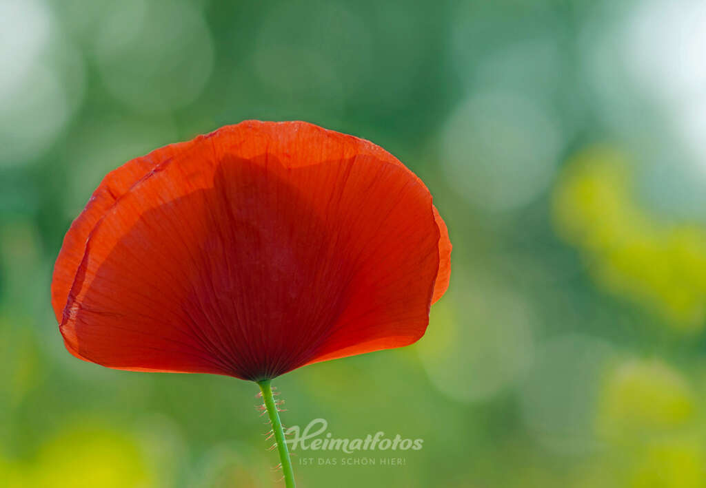 Beispielfoto einer roten Mohnblüte. Das Foto wurde mit weit geöffneter Blende (f 2.8) geschossen. Daraus ergibt sich ein schönes Bokeh.