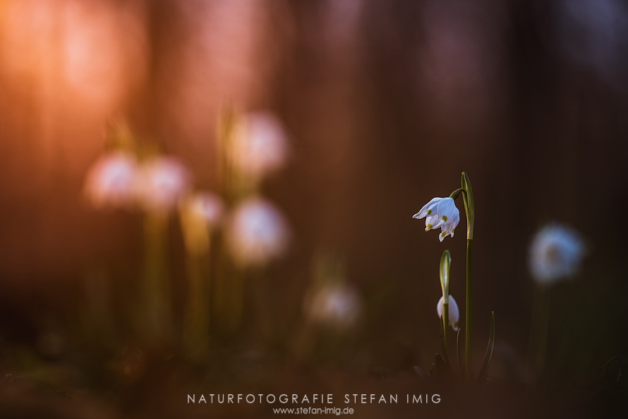 Stefan Imig, Märzenbecher im Frühlingswald, Mainfranken · Nikon D750 | Samyang 2/135mm · 135mm | f/2 | 1/160sek | ISO100