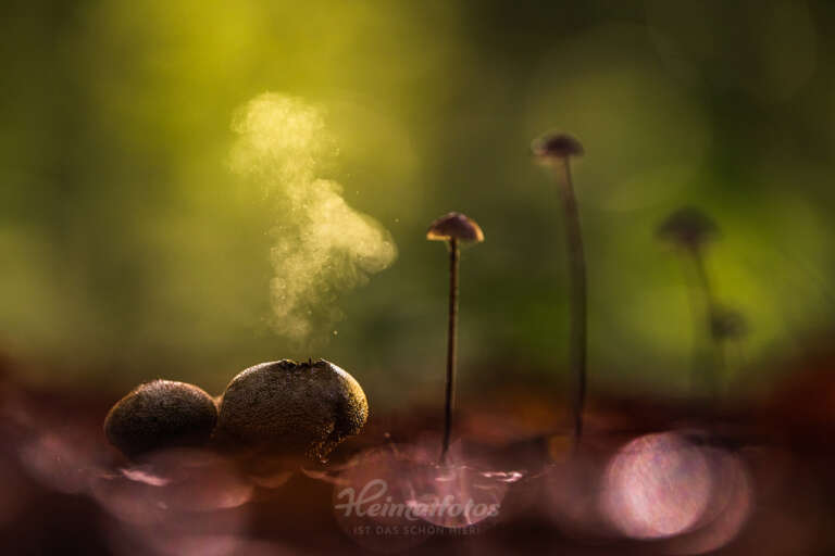 Ein Foto von Naturfotograf Stefan Imig - Makro von Pilzen im Wald