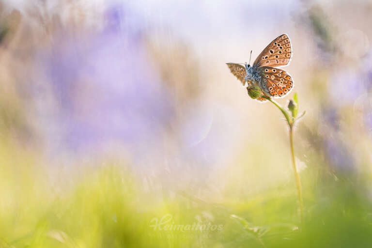 Ein Foto von Naturfotograf Stefan Imig - Makro eines Schmetterlings